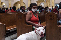 Animals and their humans await the ceremony inside the Church of St. Francis of Assisi in NYC for the Blessing of Animals that takes place every year on the first Sunday of October. 
In the Roman Catholic Church, St. Francis of Assisi is patron saint of animals, merchants and ecology.
People from all over bring their beloved furry and not so furry companions to receive blessings. This year broke an all time record of attendees who seek better horizons and better health for the upcoming year. (C) Bianca Otero, NYC. October 3, 2021.