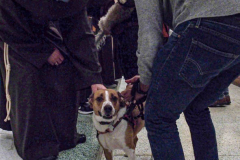Animals and their humans receive blessings in the ceremony inside the Church of St. Francis of Assisi, NYC during the Blessing of Animals that takes place every year on the first Sunday of October. 
In the Roman Catholic Church, St. Francis of Assisi is patron saint of animals, merchants and ecology.
People from all over bring their beloved furry and not so furry companions to receive blessings. This year broke an all time record of attendees who seek better horizons and better health for the upcoming year. (C) Bianca Otero, NYC. October 3, 2021.