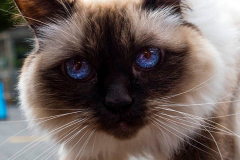 A woman and her Siamese cat at The blessing of animals at Cathedral Church of St. John The Divine in New York City. The Blessing Of The Animals is connected with World Animal Day , which is also the Catholic day of remembrance for Saint Francis of Assisi. The founder of the Franciscan Order is considered the patron saint of animals