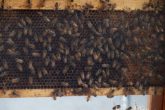 Bees at The blessing of animals at Cathedral Church of St. John The Divine. The Blessing Of The Animals is connected with World Animal Day , which is also the Catholic day of remembrance for Saint Francis of Assisi. The founder of the Franciscan Order is considered the patron saint of animals