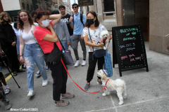 New York,   Blessing of the Animals at St. Francis of Assisi Church in Manhattan.
 St. Francis of Assisi is the patron saint of animals and it’s part of the Franciscan tradition to bless  furry friends on or near Francis’ feast day.