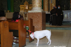 New York,   Blessing of the Animals at St. Francis of Assisi Church in Manhattan.
 St. Francis of Assisi is the patron saint of animals and it’s part of the Franciscan tradition to bless  furry friends on or near Francis’ feast day.
