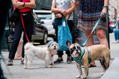 New York,   Blessing of the Animals at St. Francis of Assisi Church in Manhattan.
 St. Francis of Assisi is the patron saint of animals and it’s part of the Franciscan tradition to bless  furry friends on or near Francis’ feast day.