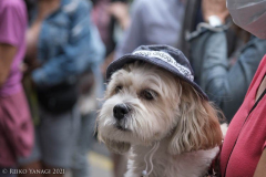 New York,   Blessing of the Animals at St. Francis of Assisi Church in Manhattan.
 St. Francis of Assisi is the patron saint of animals and it’s part of the Franciscan tradition to bless  furry friends on or near Francis’ feast day.