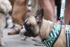 New York,   Blessing of the Animals at St. Francis of Assisi Church in Manhattan.
 St. Francis of Assisi is the patron saint of animals and it’s part of the Franciscan tradition to bless  furry friends on or near Francis’ feast day.