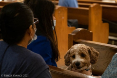New York,   Blessing of the Animals at St. Francis of Assisi Church in Manhattan.
 St. Francis of Assisi is the patron saint of animals and it’s part of the Franciscan tradition to bless  furry friends on or near Francis’ feast day.