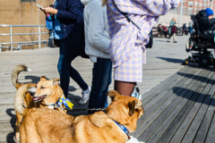 Russian and Ukrainian residents as well as other Slavic nationalities came together to protest the Russian War on Ukraine at Brighton Beach, Brooklyn. 

New York City has the largest Ukrainian, Russian and Slavic concentrated population in one area with in the United States. 
Sunday, March 6, 2022. (C) Bianca Otero