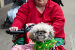 Brooklynites and their dogs enjoy the return of the St. Patrick's Day Parade in the Park Slope neighborhood of Brooklyn, NY, on Mar. 20, 2022. (Photo by Gabriele Holtermann)