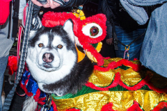 Thousands came out on a beautiful sunny day for the NYC Chinatown Chinese New Year Parade,  Sunday, February 20, 2022 (C) Bianca Otero