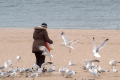 Coney Isalnd Beach and the Coney Island Polar Bear Club which is the oldest winter bathing club in the United States founded in 1903. They swim every Sunday November-April at 1 PM. Woman feeding the birds