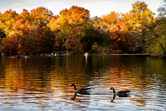 Late afternoon sun in Central Park 11/10/21.  The fine weather brought out simple pleasures.  Two geese enjoy the warm weather.