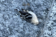 9.19.21_20746_IMG_5466