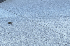 9.19.21_20747_IMG_5467