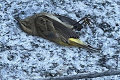 9.19.21_20749_IMG_5469