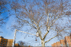 East River Park Protest & Details		

Protesters gathered in East River Park to prevent contracted construction workers from cutting down trees for headway on the ESCR - East Side Coastal Resiliency project, an effort of the city to build a levee that will provide flood control.
According to public plans, a 1.2 mile wall with razed park over an 8 foot fill will line the East River, requiring the expunging of an estimated 1000 trees along the river bank. Last year in December the Cherry and London Plane trees of the south section of the park were, cut and further work has resumed on northern half this January. 
Locals in the city, retaliate against the project due to what they claim to be, a thwarted joint effort for a viable solution for flooding and keeping the park in tact that is beloved and iconic component of not only the neighborhood but NYC. 
For more information: 
www.eastriverparkaction.org
January 31, 2021
East River Park, East Village, NYC 
(C) Bianca Otero