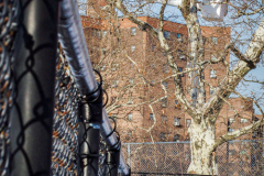 East River Park Protest & Details		

Protesters gathered in East River Park to prevent contracted construction workers from cutting down trees for headway on the ESCR - East Side Coastal Resiliency project, an effort of the city to build a levee that will provide flood control.
According to public plans, a 1.2 mile wall with razed park over an 8 foot fill will line the East River, requiring the expunging of an estimated 1000 trees along the river bank. Last year in December the Cherry and London Plane trees of the south section of the park were, cut and further work has resumed on northern half this January. 
Locals in the city, retaliate against the project due to what they claim to be, a thwarted joint effort for a viable solution for flooding and keeping the park in tact that is beloved and iconic component of not only the neighborhood but NYC. 
For more information: 
www.eastriverparkaction.org
January 31, 2021
East River Park, East Village, NYC 
(C) Bianca Otero