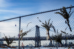 East River Park Protest & Details		

Protesters gathered in East River Park to prevent contracted construction workers from cutting down trees for headway on the ESCR - East Side Coastal Resiliency project, an effort of the city to build a levee that will provide flood control.
According to public plans, a 1.2 mile wall with razed park over an 8 foot fill will line the East River, requiring the expunging of an estimated 1000 trees along the river bank. Last year in December the Cherry and London Plane trees of the south section of the park were, cut and further work has resumed on northern half this January. 
Locals in the city, retaliate against the project due to what they claim to be, a thwarted joint effort for a viable solution for flooding and keeping the park in tact that is beloved and iconic component of not only the neighborhood but NYC. 
For more information: 
www.eastriverparkaction.org
January 31, 2021
East River Park, East Village, NYC 
(C) Bianca Otero