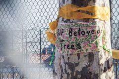East River Park Protest & Details		

Protesters gathered in East River Park to prevent contracted construction workers from cutting down trees for headway on the ESCR - East Side Coastal Resiliency project, an effort of the city to build a levee that will provide flood control.
According to public plans, a 1.2 mile wall with razed park over an 8 foot fill will line the East River, requiring the expunging of an estimated 1000 trees along the river bank. Last year in December the Cherry and London Plane trees of the south section of the park were, cut and further work has resumed on northern half this January. 
Locals in the city, retaliate against the project due to what they claim to be, a thwarted joint effort for a viable solution for flooding and keeping the park in tact that is beloved and iconic component of not only the neighborhood but NYC. 
For more information: 
www.eastriverparkaction.org
January 31, 2021
East River Park, East Village, NYC 
(C) Bianca Otero