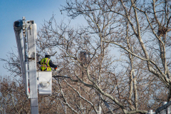 East River Park Protest & Details		

Protesters gathered in East River Park to prevent contracted construction workers from cutting down trees for headway on the ESCR - East Side Coastal Resiliency project, an effort of the city to build a levee that will provide flood control.
According to public plans, a 1.2 mile wall with razed park over an 8 foot fill will line the East River, requiring the expunging of an estimated 1000 trees along the river bank. Last year in December the Cherry and London Plane trees of the south section of the park were, cut and further work has resumed on northern half this January. 
Locals in the city, retaliate against the project due to what they claim to be, a thwarted joint effort for a viable solution for flooding and keeping the park in tact that is beloved and iconic component of not only the neighborhood but NYC. 
For more information: 
www.eastriverparkaction.org
January 31, 2021
East River Park, East Village, NYC 
(C) Bianca Otero