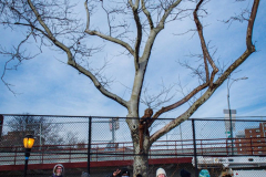 East River Park Protest & Details		

Protesters gathered in East River Park to prevent contracted construction workers from cutting down trees for headway on the ESCR - East Side Coastal Resiliency project, an effort of the city to build a levee that will provide flood control.
According to public plans, a 1.2 mile wall with razed park over an 8 foot fill will line the East River, requiring the expunging of an estimated 1000 trees along the river bank. Last year in December the Cherry and London Plane trees of the south section of the park were, cut and further work has resumed on northern half this January. 
Locals in the city, retaliate against the project due to what they claim to be, a thwarted joint effort for a viable solution for flooding and keeping the park in tact that is beloved and iconic component of not only the neighborhood but NYC. 
For more information: 
www.eastriverparkaction.org
January 31, 2021
East River Park, East Village, NYC 
(C) Bianca Otero