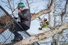 East River Park Protest & Details		

Protesters gathered in East River Park to prevent contracted construction workers from cutting down trees for headway on the ESCR - East Side Coastal Resiliency project, an effort of the city to build a levee that will provide flood control.
According to public plans, a 1.2 mile wall with razed park over an 8 foot fill will line the East River, requiring the expunging of an estimated 1000 trees along the river bank. Last year in December the Cherry and London Plane trees of the south section of the park were, cut and further work has resumed on northern half this January. 
Locals in the city, retaliate against the project due to what they claim to be, a thwarted joint effort for a viable solution for flooding and keeping the park in tact that is beloved and iconic component of not only the neighborhood but NYC. 
For more information: 
www.eastriverparkaction.org
January 31, 2021
East River Park, East Village, NYC 
(C) Bianca Otero