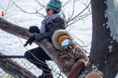East River Park Protest & Details		

Protesters gathered in East River Park to prevent contracted construction workers from cutting down trees for headway on the ESCR - East Side Coastal Resiliency project, an effort of the city to build a levee that will provide flood control.
According to public plans, a 1.2 mile wall with razed park over an 8 foot fill will line the East River, requiring the expunging of an estimated 1000 trees along the river bank. Last year in December the Cherry and London Plane trees of the south section of the park were, cut and further work has resumed on northern half this January. 
Locals in the city, retaliate against the project due to what they claim to be, a thwarted joint effort for a viable solution for flooding and keeping the park in tact that is beloved and iconic component of not only the neighborhood but NYC. 
For more information: 
www.eastriverparkaction.org
January 31, 2021
East River Park, East Village, NYC 
(C) Bianca Otero
