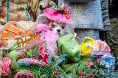 New Yorkers -and dogs- donning elaborate costumes and lavishly decorated hats returned for the Easter Parade and Bonnet Festival 2022 outside St. Patrick's Cathedral in New York, New York, on Apr. 17, 2022. (Photo by Gabriele Holtermann)