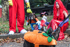 The 23rd Great PUPkin contest took place again after a year hiatus due to COVID. The biggest dog costume contest Fort Greene with over 80 contestants and hundreds of onlookers. While all were impressive, the winner this year was Howie and his Hot Dog Stand taking first place. (C) Bianca Otero. October 31, 2021. Brooklyn, New York