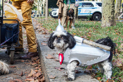 The 23rd Great PUPkin contest took place again after a year hiatus due to COVID. The biggest dog costume contest Fort Greene with over 80 contestants and hundreds of onlookers. While all were impressive, the winner this year was Howie and his Hot Dog Stand taking first place. (C) Bianca Otero. October 31, 2021. Brooklyn, New York