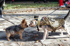 The 23rd Great PUPkin contest took place again after a year hiatus due to COVID. The biggest dog costume contest Fort Greene with over 80 contestants and hundreds of onlookers. While all were impressive, the winner this year was Howie and his Hot Dog Stand taking first place. (C) Bianca Otero. October 31, 2021. Brooklyn, New York
