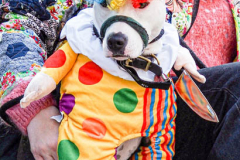 The 23rd Great PUPkin contest took place again after a year hiatus due to COVID. The biggest dog costume contest Fort Greene with over 80 contestants and hundreds of onlookers. While all were impressive, the winner this year was Howie and his Hot Dog Stand taking first place. (C) Bianca Otero. October 31, 2021. Brooklyn, New York