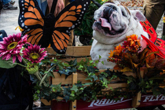 The 23rd Great PUPkin contest took place again after a year hiatus due to COVID. The biggest dog costume contest Fort Greene with over 80 contestants and hundreds of onlookers. While all were impressive, the winner this year was Howie and his Hot Dog Stand taking first place. (C) Bianca Otero. October 31, 2021. Brooklyn, New York