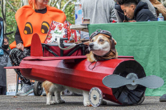 The 23rd Great PUPkin contest took place again after a year hiatus due to COVID. The biggest dog costume contest Fort Greene with over 80 contestants and hundreds of onlookers. While all were impressive, the winner this year was Howie and his Hot Dog Stand taking first place. (C) Bianca Otero. October 31, 2021. Brooklyn, New York