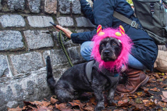 The 23rd Great PUPkin contest took place again after a year hiatus due to COVID. The biggest dog costume contest Fort Greene with over 80 contestants and hundreds of onlookers. While all were impressive, the winner this year was Howie and his Hot Dog Stand taking first place. (C) Bianca Otero. October 31, 2021. Brooklyn, New York