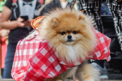 The 23rd Great PUPkin contest took place again after a year hiatus due to COVID. The biggest dog costume contest Fort Greene with over 80 contestants and hundreds of onlookers. While all were impressive, the winner this year was Howie and his Hot Dog Stand taking first place. (C) Bianca Otero. October 31, 2021. Brooklyn, New York