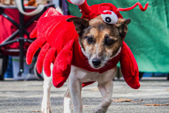 The 23rd Great PUPkin contest took place again after a year hiatus due to COVID. The biggest dog costume contest Fort Greene with over 80 contestants and hundreds of onlookers. While all were impressive, the winner this year was Howie and his Hot Dog Stand taking first place. (C) Bianca Otero. October 31, 2021. Brooklyn, New York