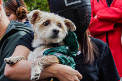 The 23rd Great PUPkin contest took place again after a year hiatus due to COVID. The biggest dog costume contest Fort Greene with over 80 contestants and hundreds of onlookers. While all were impressive, the winner this year was Howie and his Hot Dog Stand taking first place. (C) Bianca Otero. October 31, 2021. Brooklyn, New York