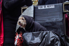The 23rd Great PUPkin contest took place again after a year hiatus due to COVID. The biggest dog costume contest Fort Greene with over 80 contestants and hundreds of onlookers. While all were impressive, the winner this year was Howie and his Hot Dog Stand taking first place. (C) Bianca Otero. October 31, 2021. Brooklyn, New York
