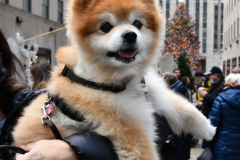 Holiday Spirit in New York City is back.