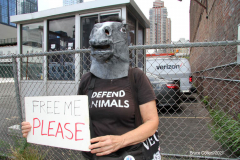 New York,  Representatives from NYCLASS, PETA and other community advocates engage in a protest outside the 38th Street stable to demand immediate action from the city to save the life of an injured, emaciated horse that was being forced to pull carriages while exhibiting open wounds. Transit Workers Union 100 hold up signs to counter protest the event.
Curtis Sliwa who is running for N.Y.C. Mayor next year holds sign and speaks at the podium.