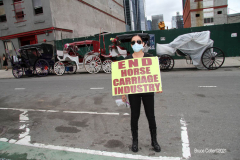 New York,  Representatives from NYCLASS, PETA and other community advocates engage in a protest outside the 38th Street stable to demand immediate action from the city to save the life of an injured, emaciated horse that was being forced to pull carriages while exhibiting open wounds. Transit Workers Union 100 hold up signs to counter protest the event.
Curtis Sliwa who is running for N.Y.C. Mayor next year holds sign and speaks at the podium.