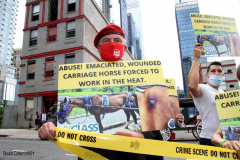 New York,  Representatives from NYCLASS, PETA and other community advocates engage in a protest outside the 38th Street stable to demand immediate action from the city to save the life of an injured, emaciated horse that was being forced to pull carriages while exhibiting open wounds. Transit Workers Union 100 hold up signs to counter protest the event.
Curtis Sliwa who is running for N.Y.C. Mayor next year holds sign and speaks at the podium.