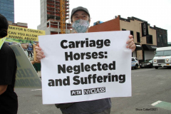 New York,  Representatives from NYCLASS, PETA and other community advocates engage in a protest outside the 38th Street stable to demand immediate action from the city to save the life of an injured, emaciated horse that was being forced to pull carriages while exhibiting open wounds. Transit Workers Union 100 hold up signs to counter protest the event.
Curtis Sliwa who is running for N.Y.C. Mayor next year holds sign and speaks at the podium.