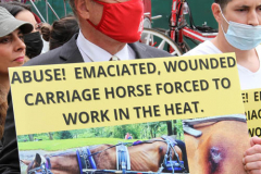 New York,  Representatives from NYCLASS, PETA and other community advocates engage in a protest outside the 38th Street stable to demand immediate action from the city to save the life of an injured, emaciated horse that was being forced to pull carriages while exhibiting open wounds. Transit Workers Union 100 hold up signs to counter protest the event.
Curtis Sliwa who is running for N.Y.C. Mayor next year holds sign and speaks at the podium.