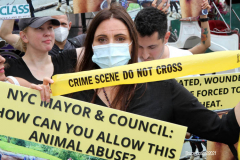 New York,  Representatives from NYCLASS, PETA and other community advocates engage in a protest outside the 38th Street stable to demand immediate action from the city to save the life of an injured, emaciated horse that was being forced to pull carriages while exhibiting open wounds. Transit Workers Union 100 hold up signs to counter protest the event.
Curtis Sliwa who is running for N.Y.C. Mayor next year holds sign and speaks at the podium.
