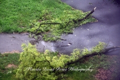 Hurricane ISAIAS in the Bronx August 4, 2020