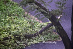 Hurricane ISAIAS in the Bronx August 4, 2020