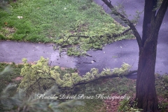 Hurricane ISAIAS in the Bronx August 4, 2020