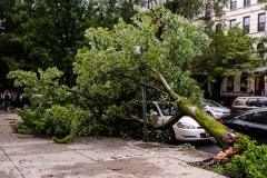A tree fell on a car on 3rd Street  in the Park Slope neighborhood of Brookly when tropical storm Isaias hit  New York City on August 4, 2020. (Photo by Gabriele Holtermann/Sipa USA)