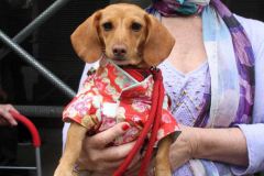 May 14, 2022  First Annual Japan Dy Parade marches down Central Park West in Manhattan, Bands,Floats and celebrities enjoy the festivities. George Takei was the Inaugural 
Grand Marshal.